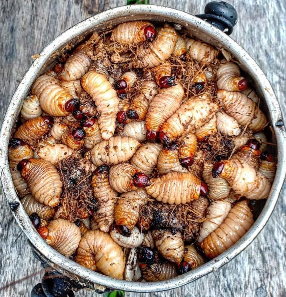 60619198 350742458915552 6413442290702953483 n 34bd2c6067c6a0cb6692d7d37afb856c