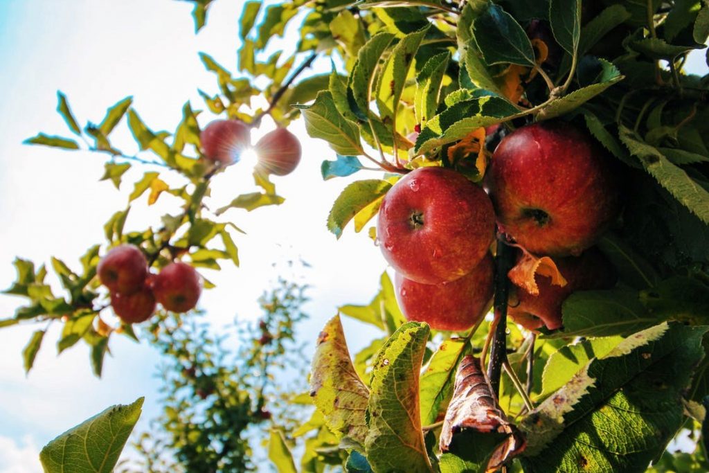 7 Khasiat Buah Apel Bagi Kesehatan 1 Khasiat buah apel