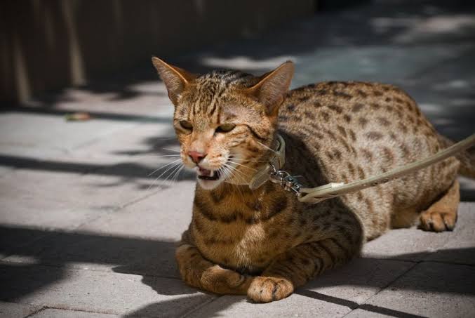 Bikin Geleng-geleng Kepala, Inilah 5 Kucing Termahal di Dunia 1 ashera cat