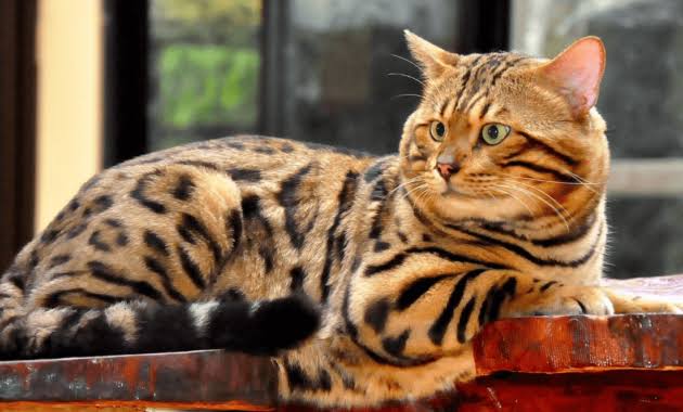 Bikin Geleng-geleng Kepala, Inilah 5 Kucing Termahal di Dunia 3 bengal