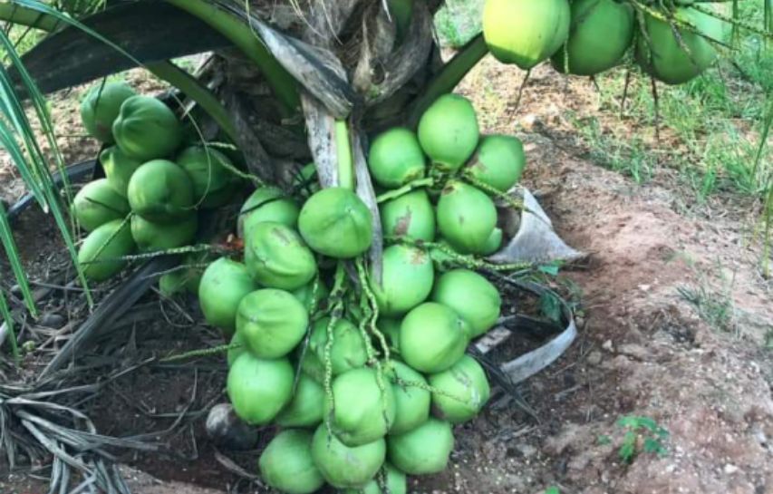 9 Jenis Varietas Kelapa Genjah