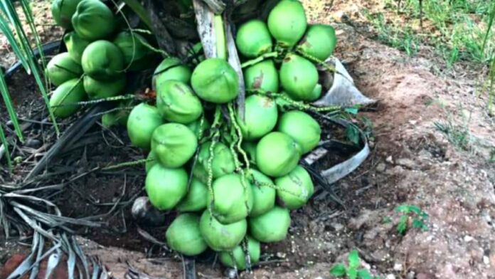 Mengenal Kelapa Genjah dan Jenisnya, Bisa Ditanam di Rumah!