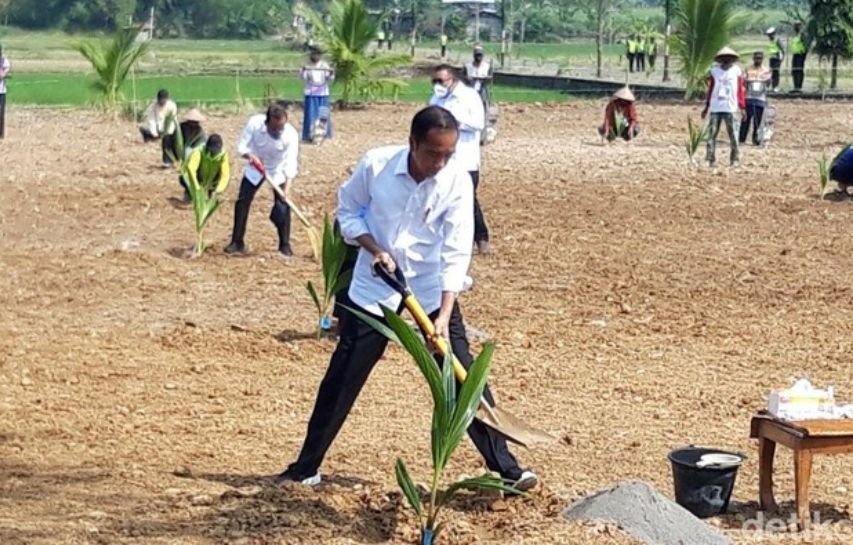 Program Pengembangan Kelapa Genjah Arahan Presiden Joko Widodo
