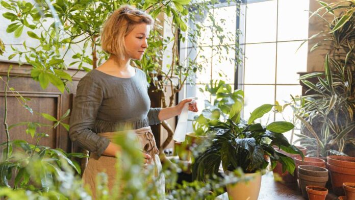 3 Tanaman Anti Polusi Untuk Menjaga Kualitas Udara di Dalam Rumah