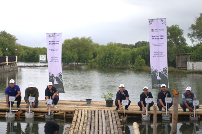 Wom Finance Tanam 1000 Mangrove di Pantai Tanjung Pasir Senin (8/7/2024).